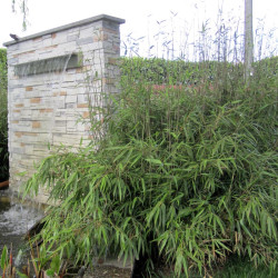 Fargesia dracocephala Rufa - Small bamboo ø 22 cm